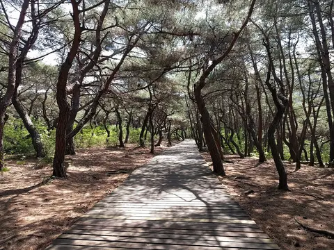 경주 삼릉의 소나무 숲 — 산림 자원은 나무를 주고 맑은 공기와 물을 지켜요